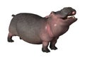 3D Rendering Hippopotamus on White