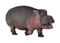 3D Rendering Hippopotamus on White