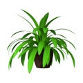 3D Rendering Home Plant on White