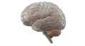 Anatomical model shows a human brain on a white background Royalty Free Stock Photo