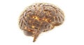 3d rendering of human brain with glowing neural network on white background Royalty Free Stock Photo