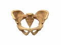 Human pelvis Royalty Free Stock Photo