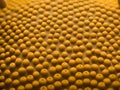 3d rendering of human skin with a hole and pus on it. photo for Trypophobia