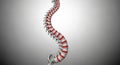 3D Rendering Of A Human Spine With Red Intervertebral Discs vertebral column backbone Royalty Free Stock Photo