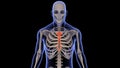 3D rendering of a human x-ray with the breastbone highlighted on a black background Royalty Free Stock Photo