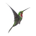 3D Rendering Humming Bird on White Royalty Free Stock Photo