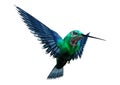 3D Rendering Humming Bird on White Royalty Free Stock Photo