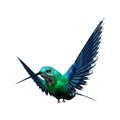 3D Rendering Humming Bird on White Royalty Free Stock Photo