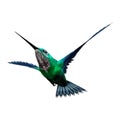 3D Rendering Humming Bird on White Royalty Free Stock Photo