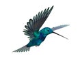 3D Rendering Hummingbird on White