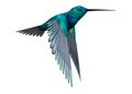 3D Rendering Hummingbird on White