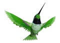 3D Rendering Hummingbird on White