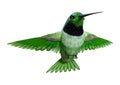 3D Rendering Hummingbird on White