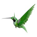 3D Rendering Hummingbird on White