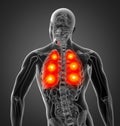 3D rendering illustration of lung Royalty Free Stock Photo