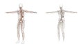 3D rendering illustration of lymphatic system Royalty Free Stock Photo