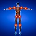 3D rendering illustration of Lymphatic system Royalty Free Stock Photo