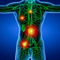 3D rendering illustration of Lymphatic system Royalty Free Stock Photo