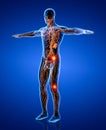 3D rendering illustration of Lymphatic system Royalty Free Stock Photo