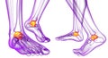 3d rendering illustration of the malleolus Royalty Free Stock Photo