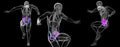 3d rendering illustration of pelvis Royalty Free Stock Photo