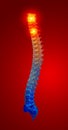 3D rendering illustration of spine bone Royalty Free Stock Photo