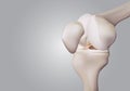3D rendering, illustrations of human and medical knee science