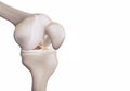 3D rendering, illustrations of human and medical knee science