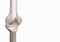 3D rendering, illustrations of human and medical knee science