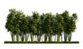 A 3d rendering image of a lot of bamboos