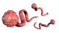 3D Rendering of isolated tapeworm