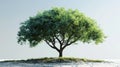 Isolated Tree Illustration in 3D Rendering