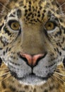 3D Rendering Jaguar
