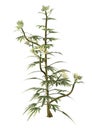 3D Rendering Japanese Aralia Plant on White