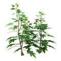 3D Rendering Japanese Aralia Plant on White