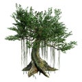 3D Rendering Kapok Tree on White