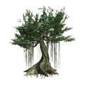 3D Rendering Kapok Tree on White Royalty Free Stock Photo