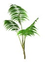 3D Rendering Kentia Palm Tree on White Royalty Free Stock Photo