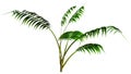 3D Rendering Kentia Palm Tree on White Royalty Free Stock Photo