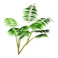 3D Rendering Kentia Palm Tree on White Royalty Free Stock Photo