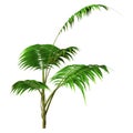 3D Rendering Kentia Palm Tree on White Royalty Free Stock Photo