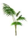 3D Rendering Kentia Palm Tree on White Royalty Free Stock Photo