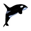 3D Rendering Killerwhale on White