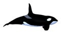 3D Rendering Killerwhale on White