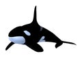 3D Rendering Killerwhale on White