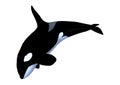 3D Rendering Killerwhale on White