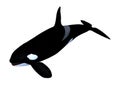 3D Rendering Killerwhale on White