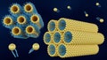 A 3D rendering of a lamellar phase and an inverse hexagonal phase
