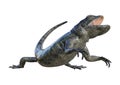 3D Rendering Chuckwalla on White