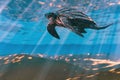 3d rendering of Leatherback sea turtle swimming in the shallow water